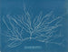 Chordaria flagelliformis - Anna Atkins — vy av konstverket