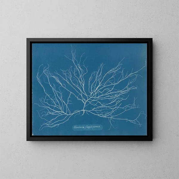 Chordaria flagelliformis - Anna Atkins — inramlat konstverk på väggen