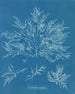 Chylocladia clavellosa - Anna Atkins — vy av konstverket
