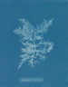 Chylocladia califormis - Anna Atkins — vy av konstverket