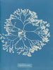 Chylocladia ovalis - Anna Atkins — vy av konstverket