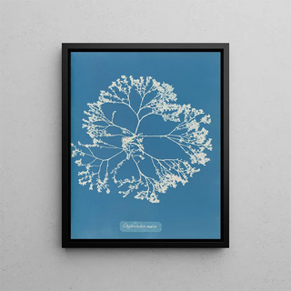 Anna Atkins - Chylocladia ovalis.webp