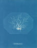 Chylocladia petite - Anna Atkins — vy av konstverket