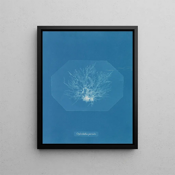 Anna Atkins - Chylocladia parvula.webp