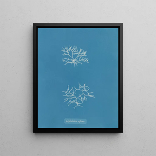 Anna Atkins - Chylocladia reflexa.webp