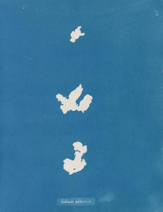 Anna Atkins - Codium adhaerens.webp