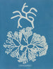 Codium tomentosum - Anna Atkins — vy av konstverket
