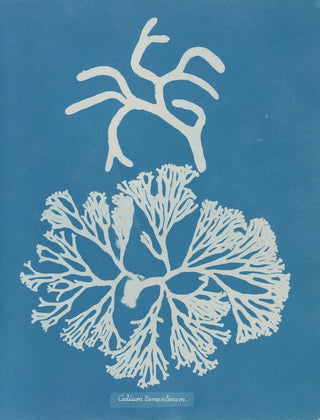 Anna Atkins - Codium tomentosum.webp