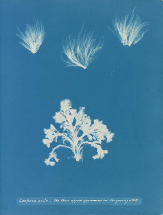Anna Atkins - Conferva arcta the three upper specimens in the young state.webp