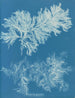 Comparer mince - Anna Atkins — vy av konstverket