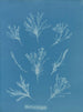förlängd korall - Anna Atkins — vy av konstverket