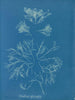 Corallina officinalis - Anna Atkins — vy av konstverket