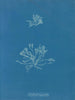 korallskalor - Anna Atkins — vy av konstverket