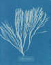 Couverts multifida - Anna Atkins — vy av konstverket