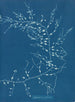 Cystoseira fibrosa - Anna Atkins — vy av konstverket