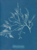 Cystoseira foeniculacea - Anna Atkins — vy av konstverket