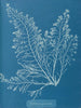 Cystoseira granulata - Anna Atkins — vy av konstverket
