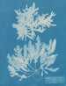 Delesseria sinuosa med cilié kant och frukt - Anna Atkins — vy av konstverket