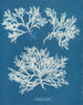 Delesseria ailée - Anna Atkins — vy av konstverket