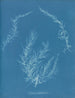 Delesseria hypoglossum - Anna Atkins — vy av konstverket