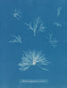 Delesseria hypoglossum i frukterna - Anna Atkins — vy av konstverket