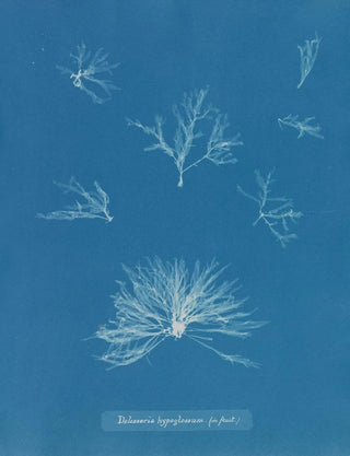 Anna Atkins - Delesseria hypoglossum in fruit.webp