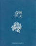 Delesseria ruscifolia - Anna Atkins — vy av konstverket