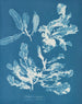 Delesseria sanguinea - Anna Atkins — vy av konstverket