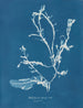 Delesseria sanguinea i frukt - Anna Atkins — vy av konstverket