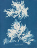 Dénudité sinueuse - Anna Atkins — vy av konstverket