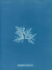Delesseria sinuosa var. - Anna Atkins — vy av konstverket