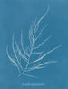 Desmarestia aculeata ung tillstånd - Anna Atkins — vy av konstverket
