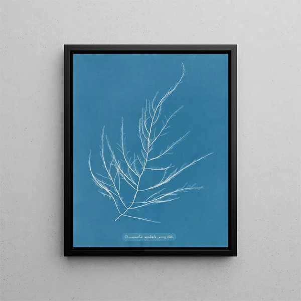 Anna Atkins - Desmarestia aculeata young state.webp