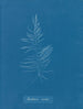 Dichloria viridis - Anna Atkins — vy av konstverket