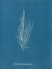 Dictyosiphon foeniculacea - Anna Atkins — vy av konstverket