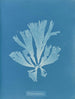 Dictyota atomaria - Anna Atkins — vy av konstverket