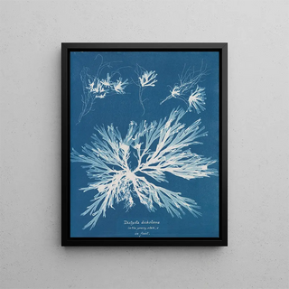 Anna Atkins - Dictyota dichotoma in the young state and in fruit.webp