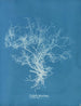 Dictyota dichotoma - Anna Atkins — vy av konstverket