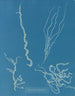 Dumontia filiformis - Anna Atkins — vy av konstverket
