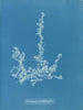 Ectocarpus landsburghii - Anna Atkins — vy av konstverket