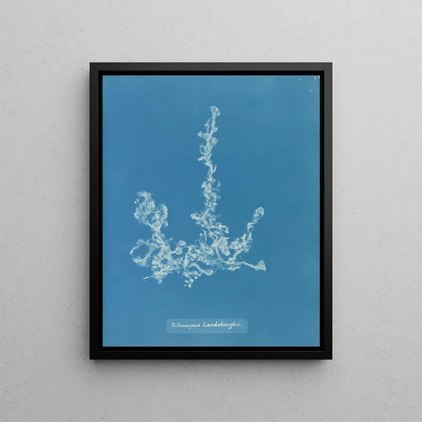 Anna Atkins - Ectocarpus Landsburghii.webp