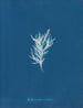 Ectocarpus crinitus - Anna Atkins — vy av konstverket