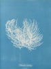 Ectocarpus distortionus - Anna Atkins — vy av konstverket