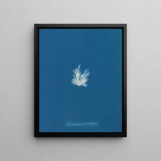 Anna Atkins - Ectocarpus fasciculatus.webp