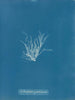 Ectocarpus granulosus - Anna Atkins — vy av konstverket