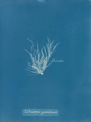 Anna Atkins - Ectocarpus granulosus.webp