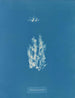 Ectocarpus punillus - Anna Atkins — vy av konstverket