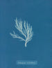 Ectocarpus siliculosus - Anna Atkins — vy av konstverket