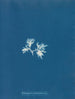 Ectocarpus sphaerophorus - Anna Atkins — vy av konstverket