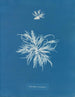 Ectocarpus tomentosus - Anna Atkins — vy av konstverket